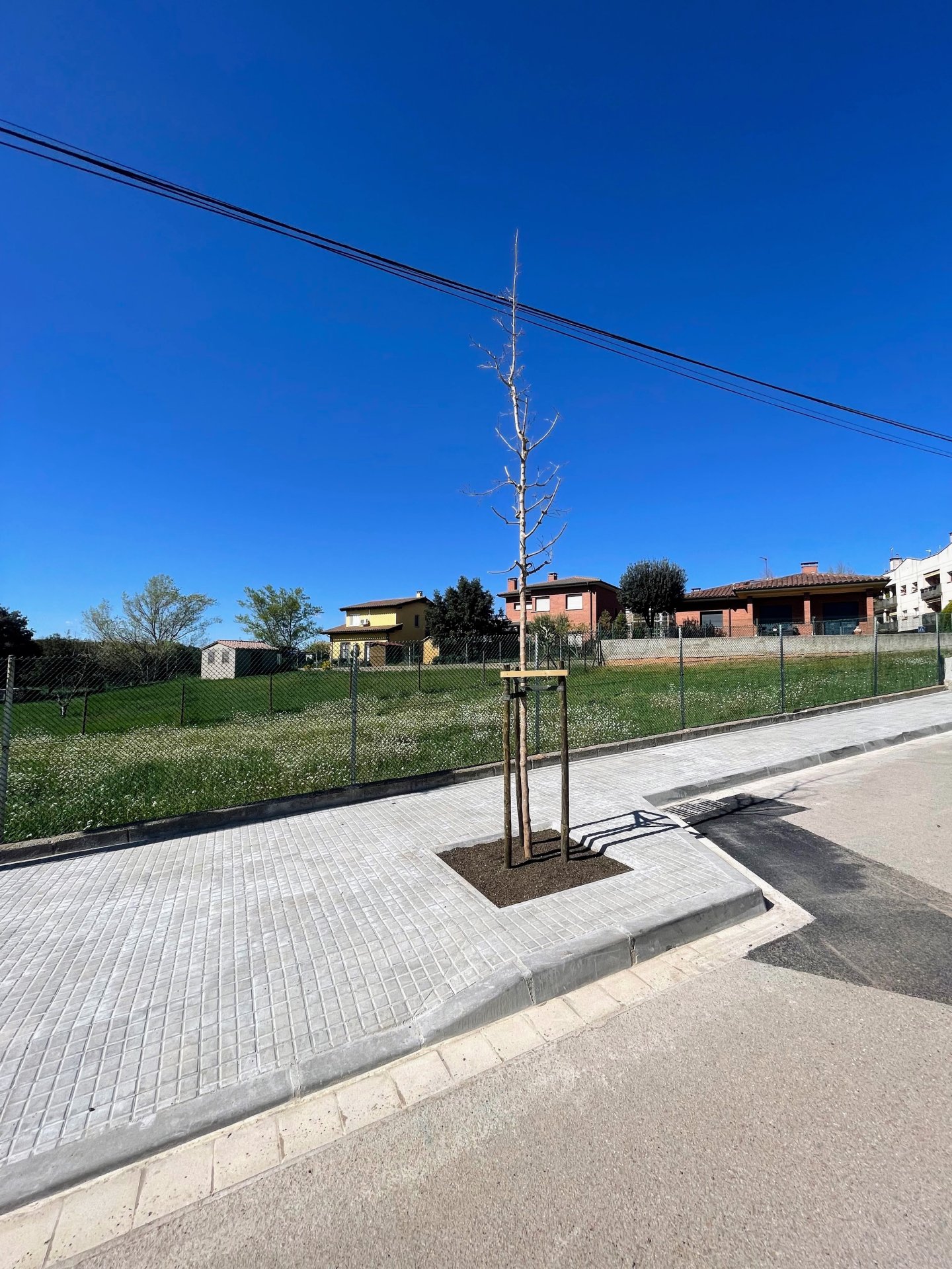 Ajuntament planta més de 80 arbres nous als carrers de Taradell